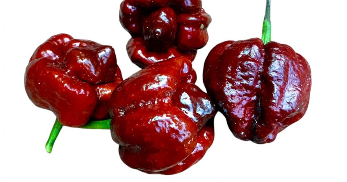 Moruga Riba TRINIDAD MORUGA SCORPION CHOCOLATE