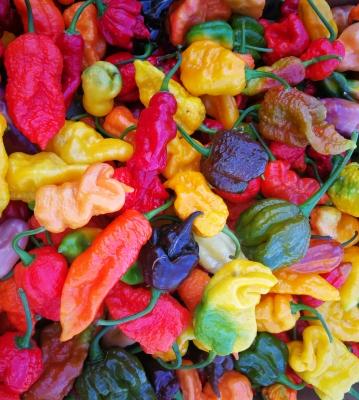7964962color-peppers2exe.jpg