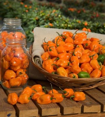 habanero-peppers-1091331280.jpg