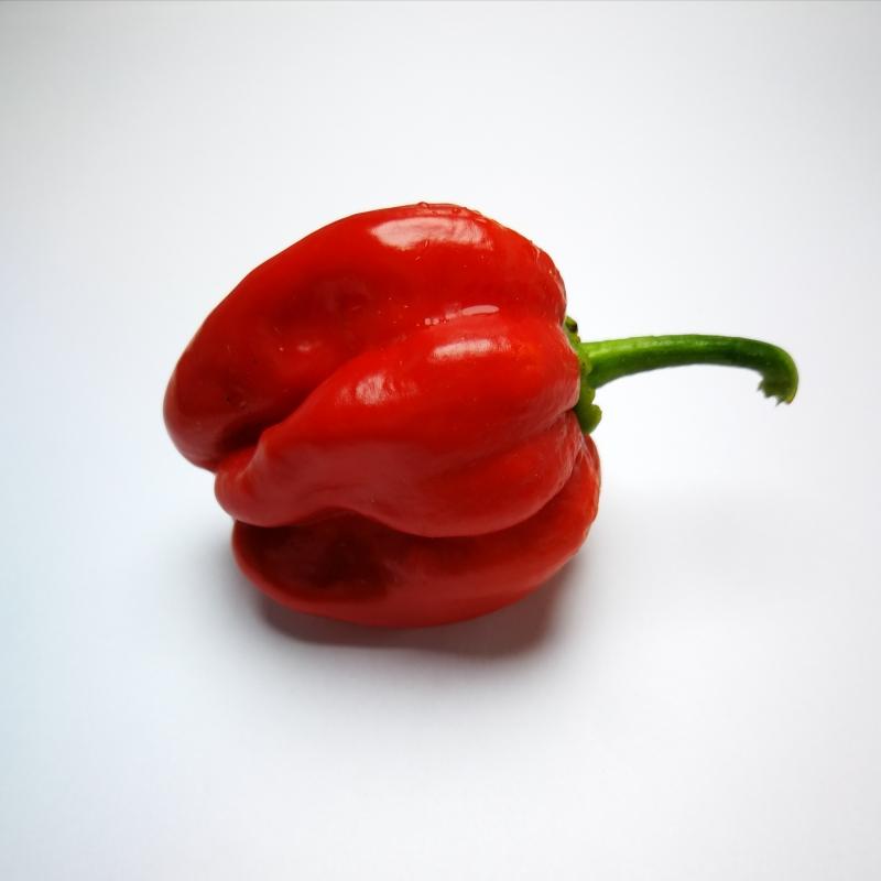 2106445HABANERO-RED-2.jpg