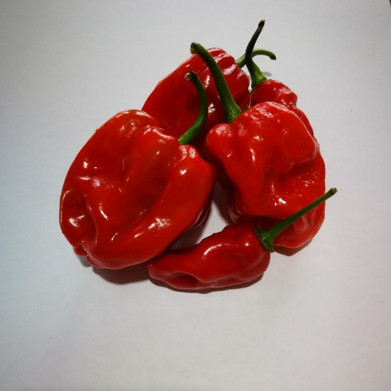 3862340HABANERO-RED.jpg