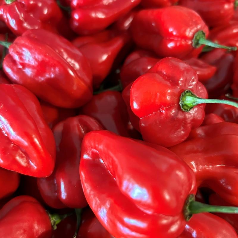 6688186habanero-red-fresco-exe.jpg