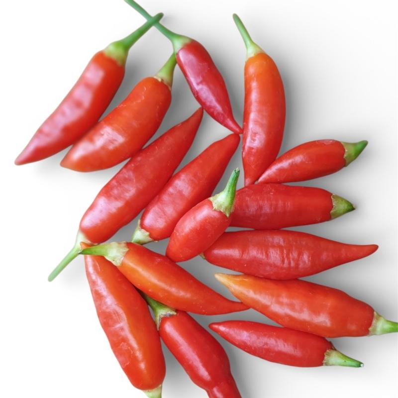 AJI-CHALLUARURO-RED.jpg