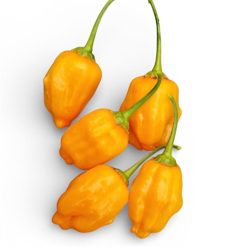 AJI-MANGO.jpg
