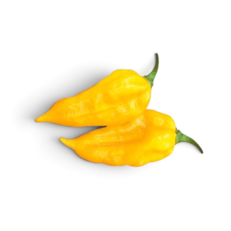 FATALII-2-SOLO.jpg