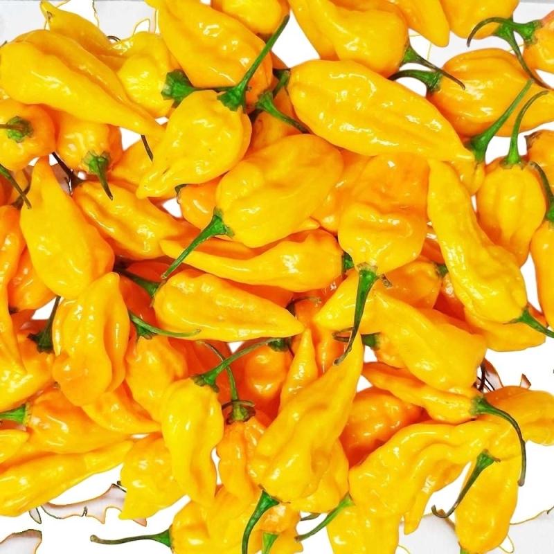 FATALII-TANTI.jpg