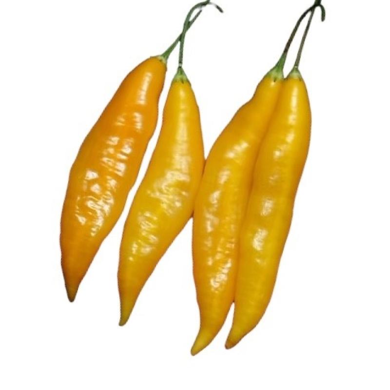 aji-challualuro-amarillo.jpg