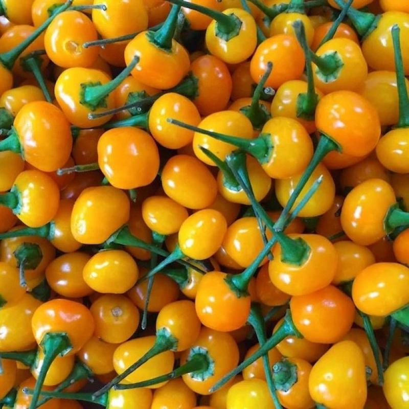 aji-charapita.jpg