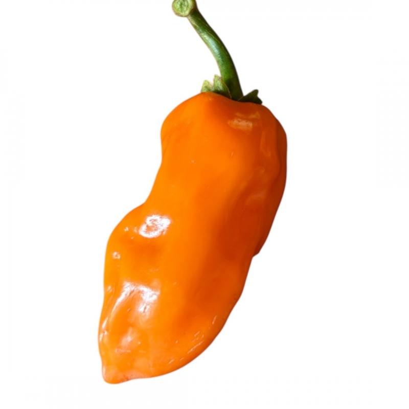 habaorange1.jpg