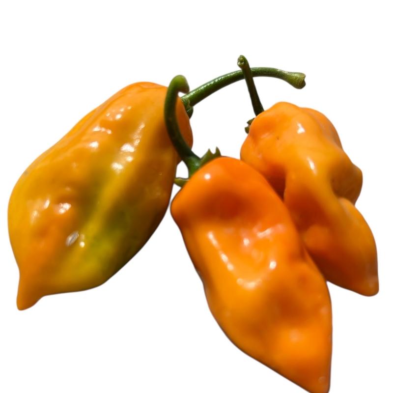 habaorange2.jpg