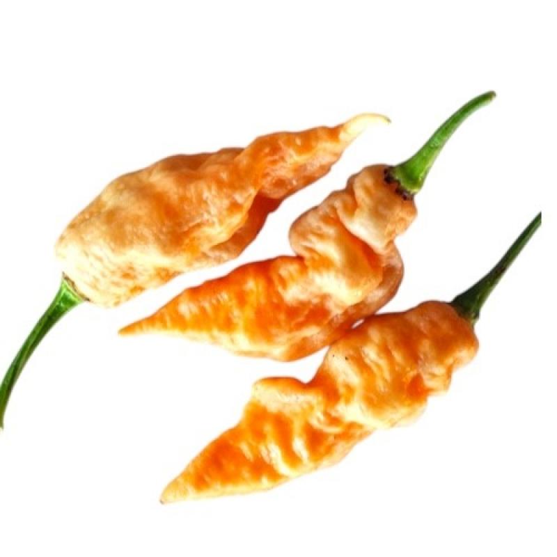 jays-ghost-scorpion-peach.jpg
