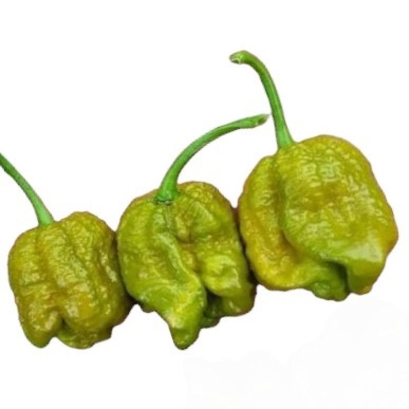 mustard-moruga-brain.jpg