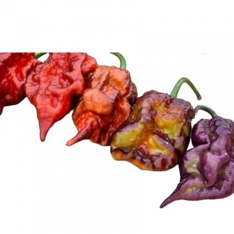 purple-ghost-scorpion-caramel.jpg